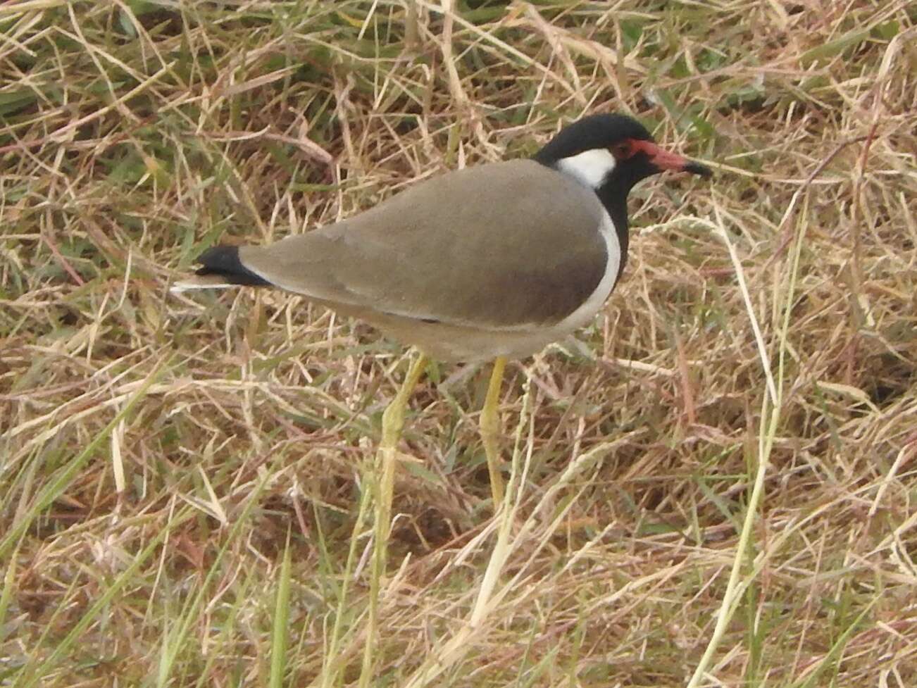 Image of Red-wattled Lapwing
