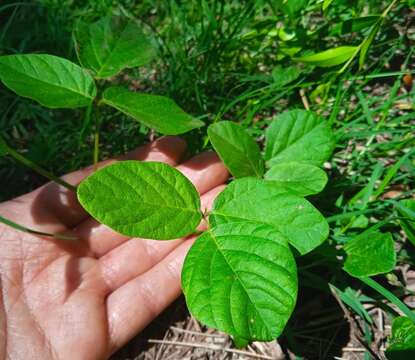 صورة Desmodium affine Schltdl.