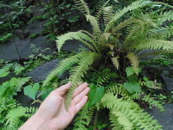 Image of Woodsia mollis (Kaulf.) J. Sm.