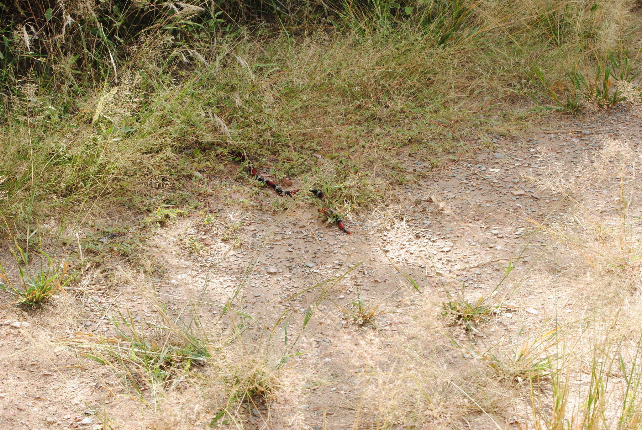 Image of Argentinian Coral Snake