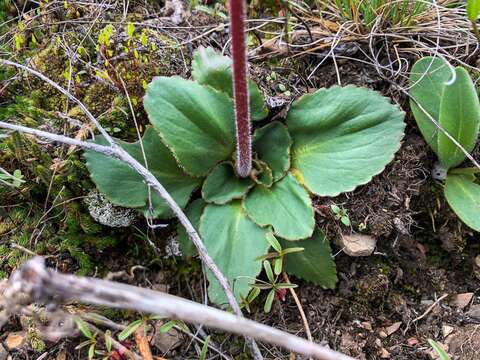 Image of Mountain Pseudosaxifrage