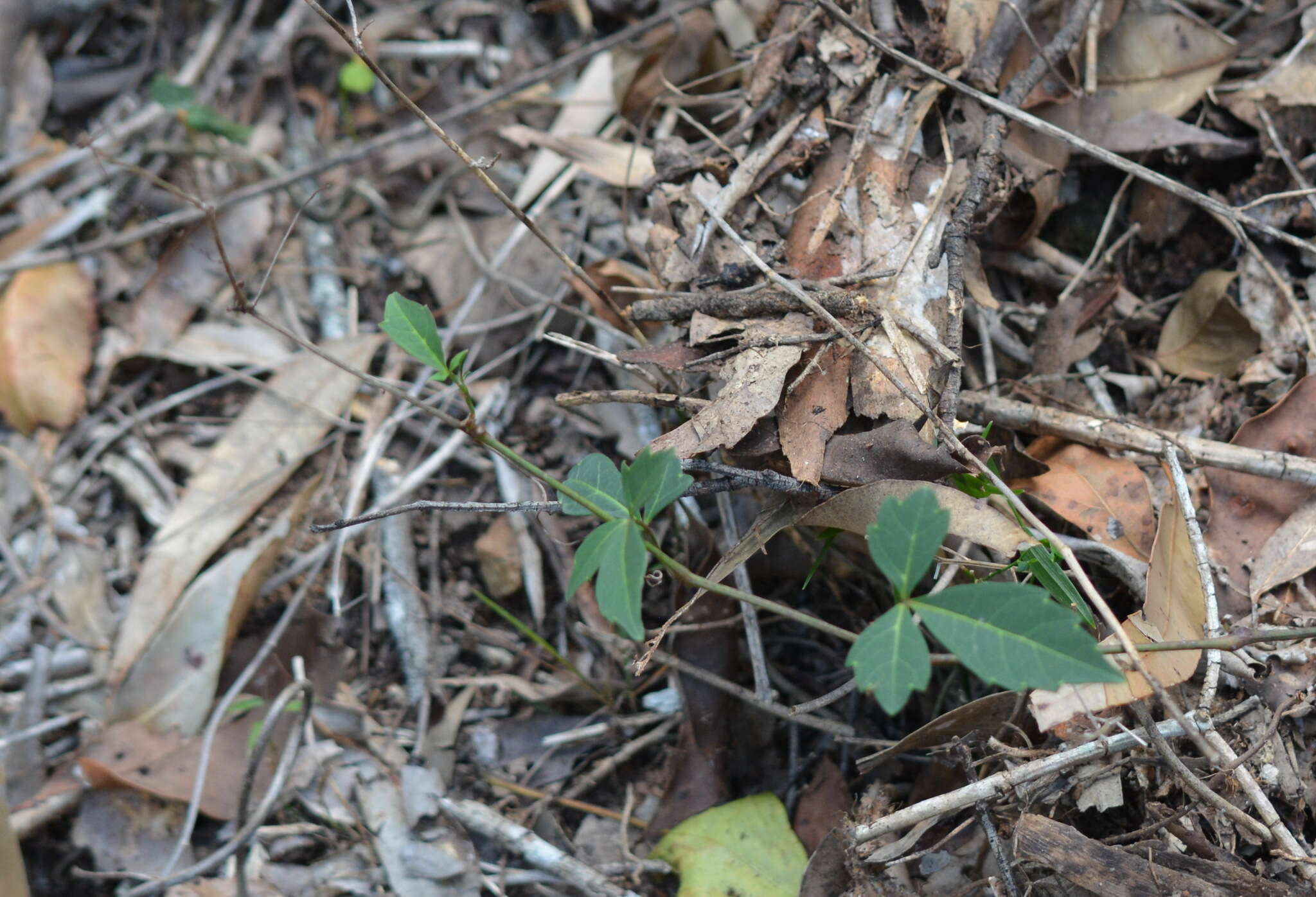 Imagem de Clematicissus opaca (F. Müll.) Jackes & Rossetto