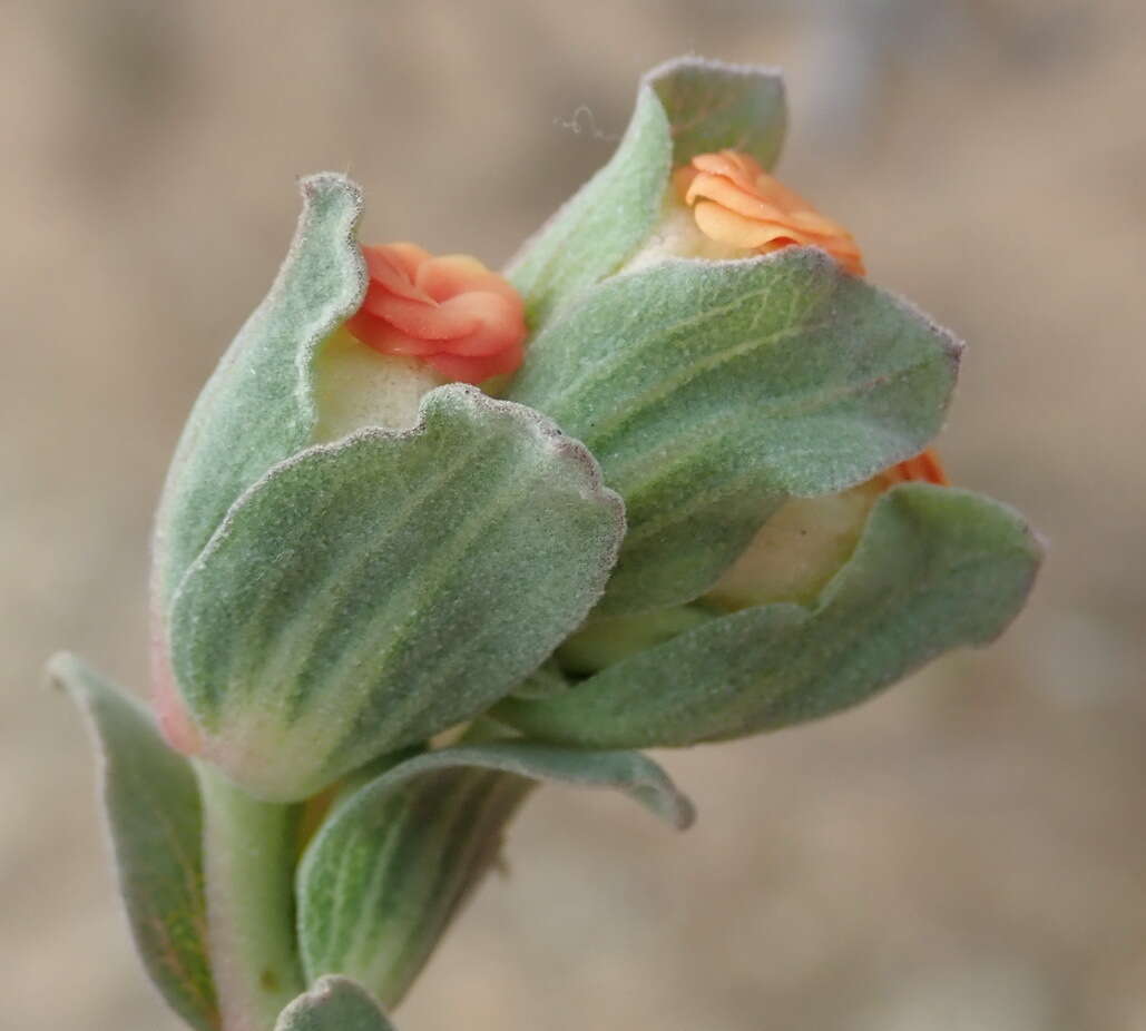 Image of Hermannia trifoliata L.