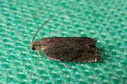 Image of Hickory Shuckworm Moth