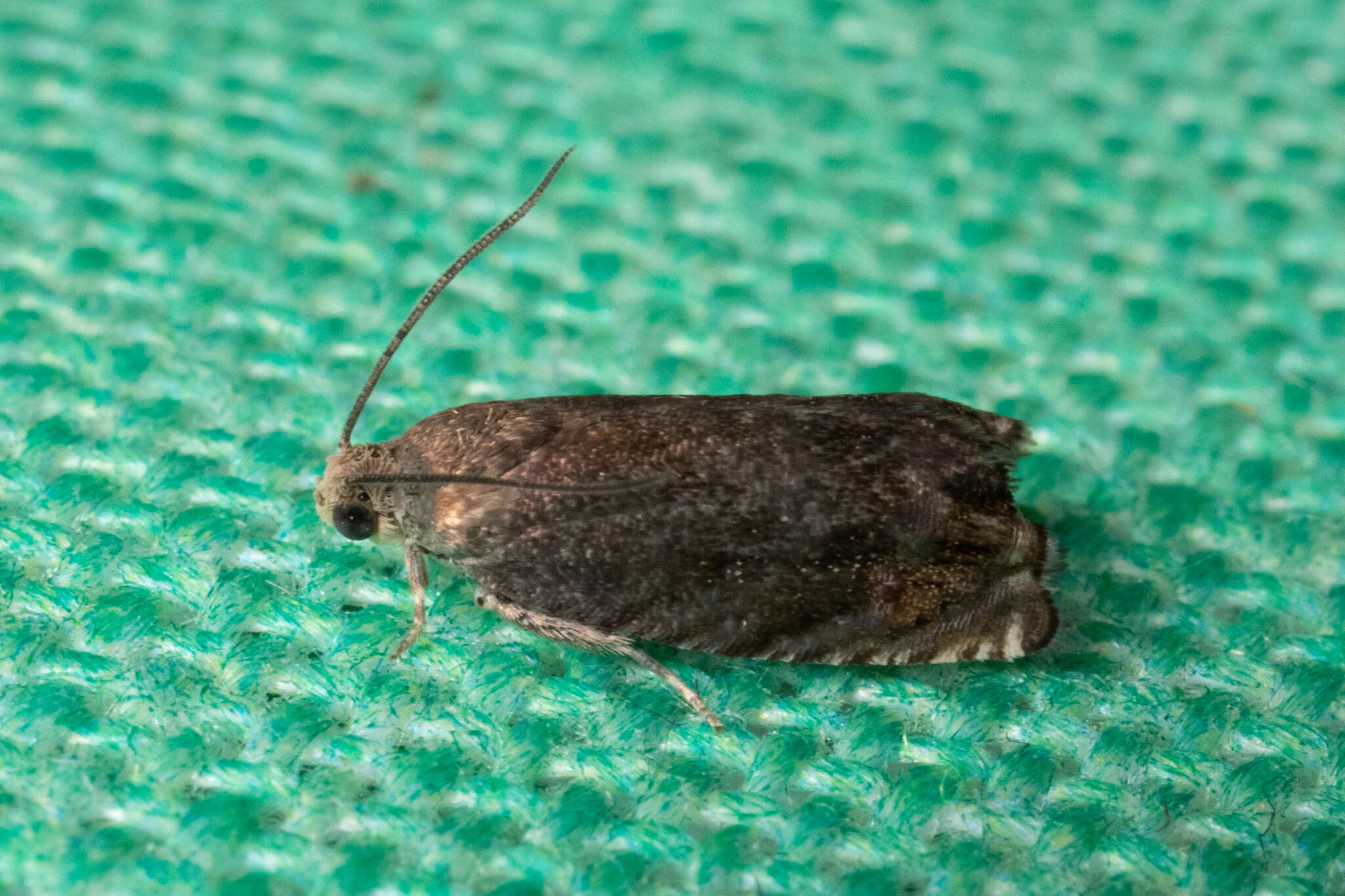 Image of Hickory Shuckworm Moth