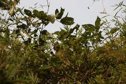 Image of Dussumier's Malabar Langur