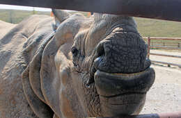 Image of Indian Rhinoceros