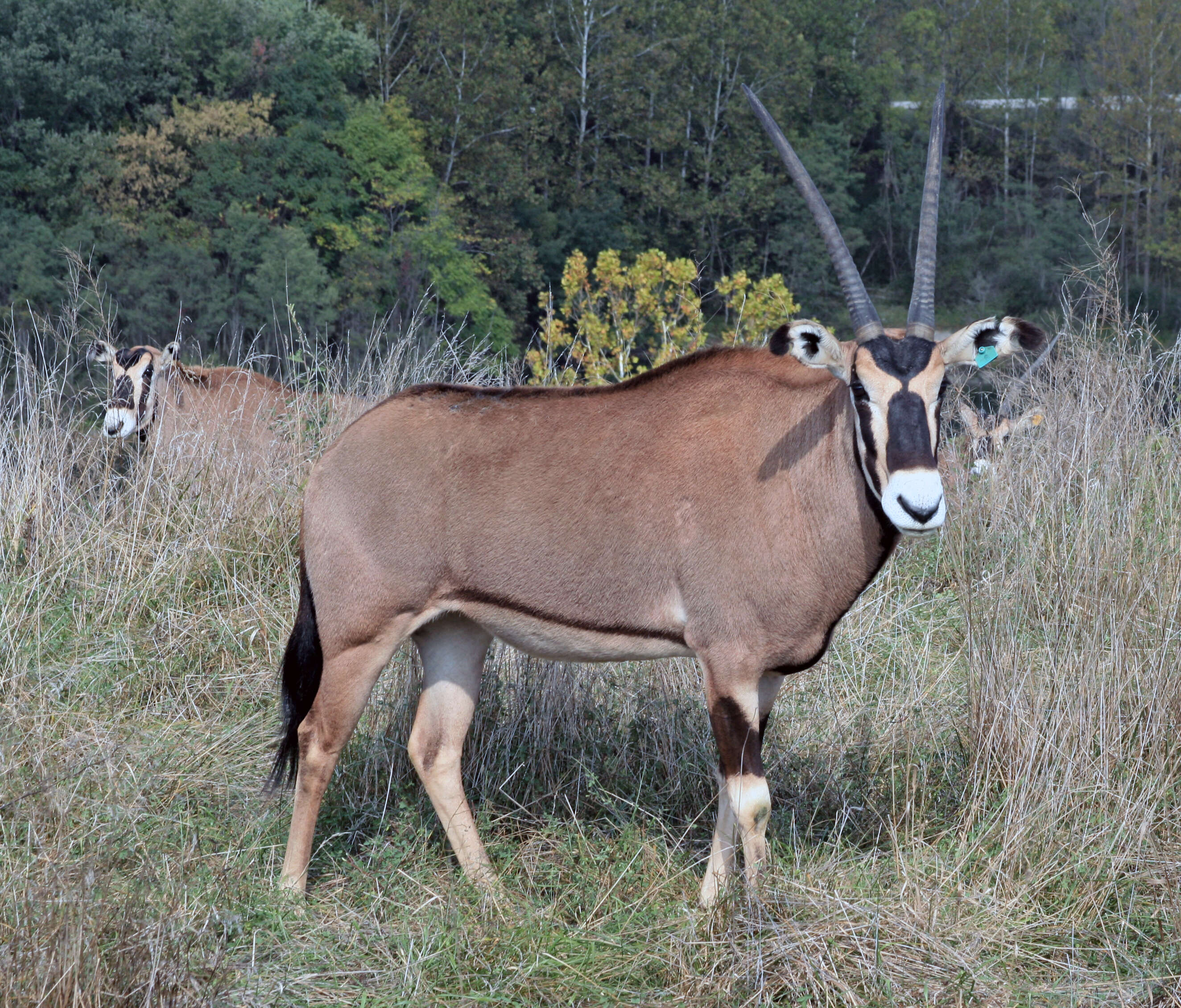 Image of Beisa Oryx