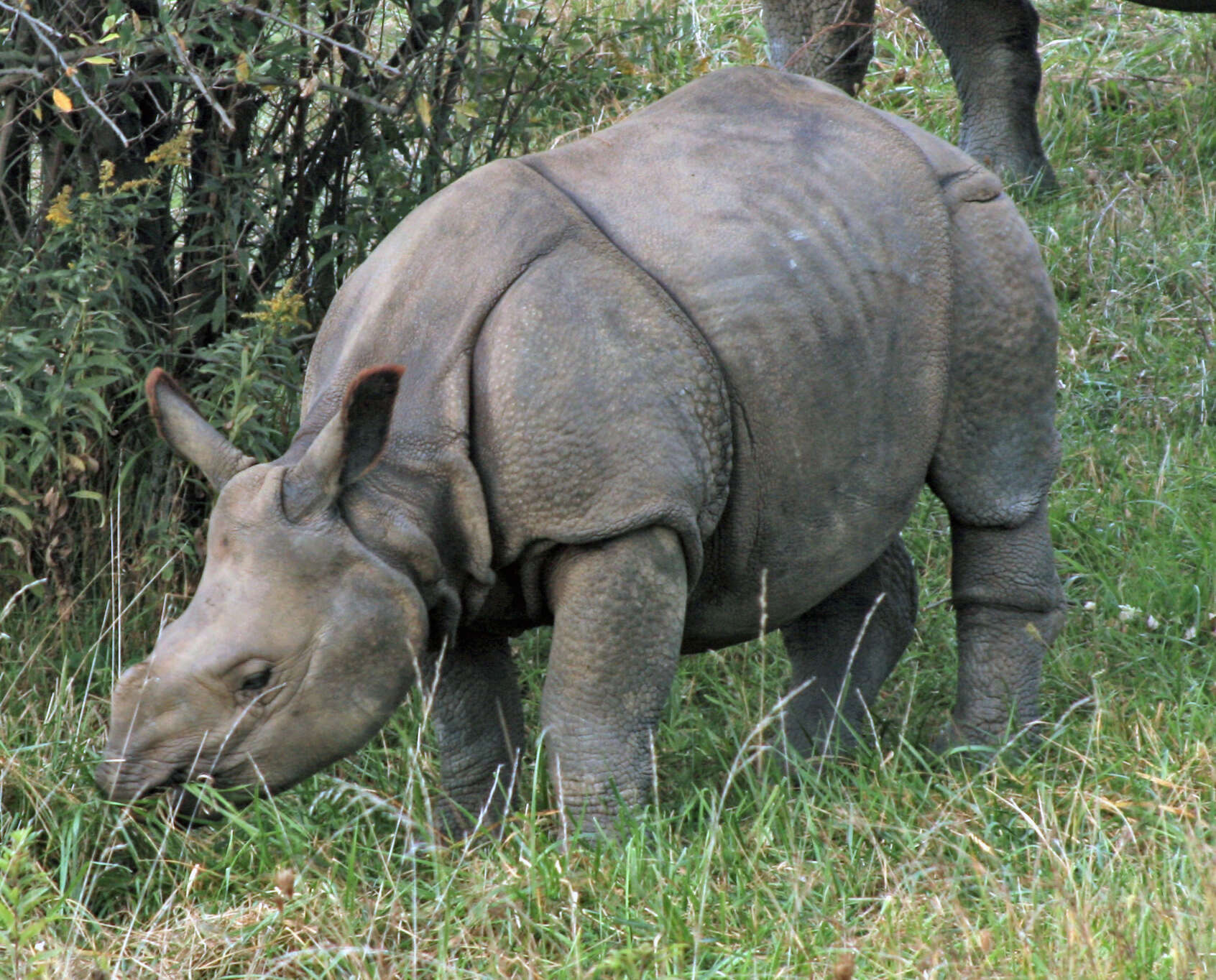 Image of Indian Rhinoceros