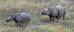 Image of Indian Rhinoceros