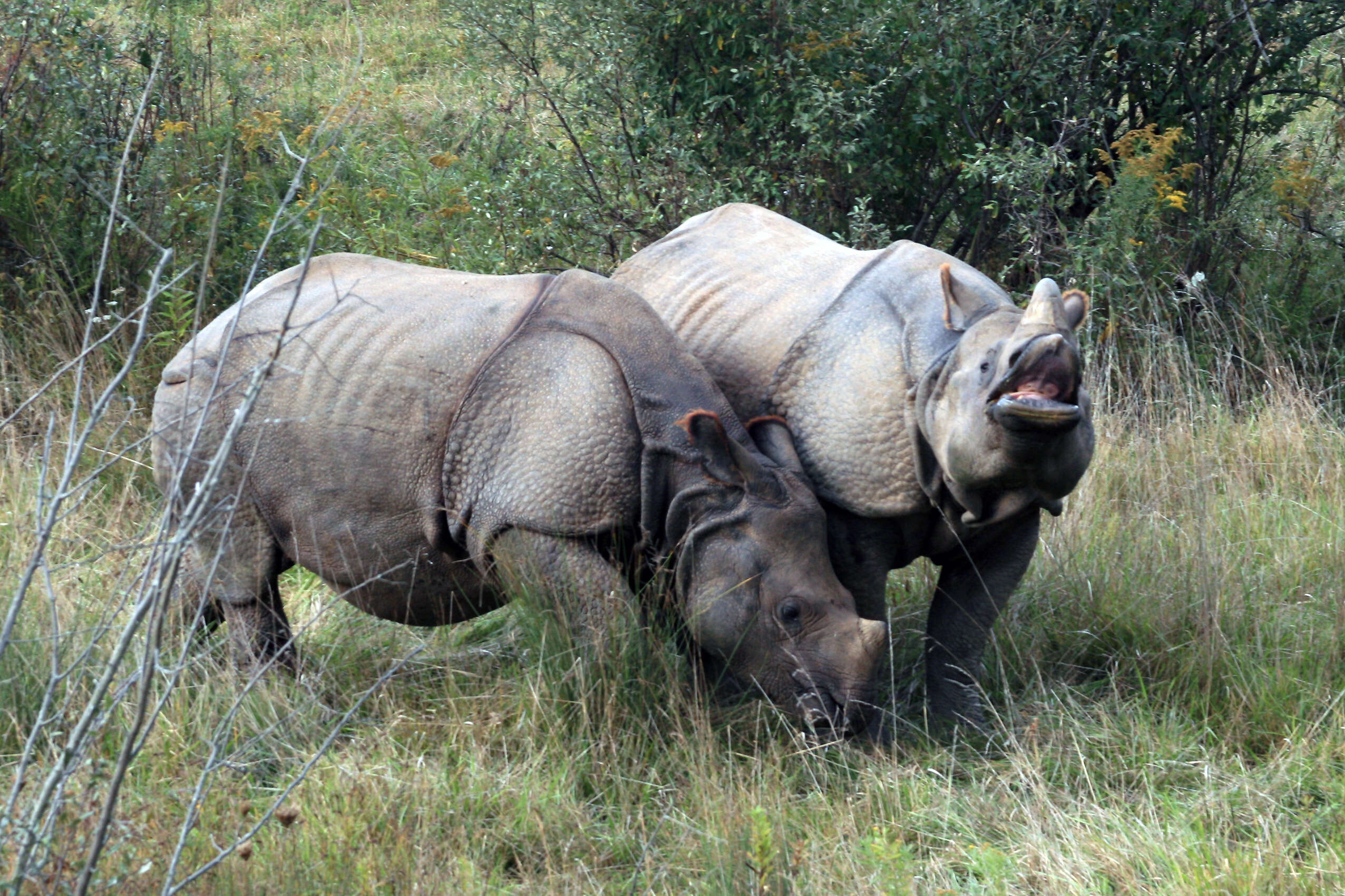 Image of Indian Rhinoceros