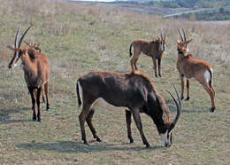 Image of Sable Antelope