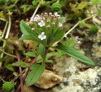 Image of Ziziphora capitata L.