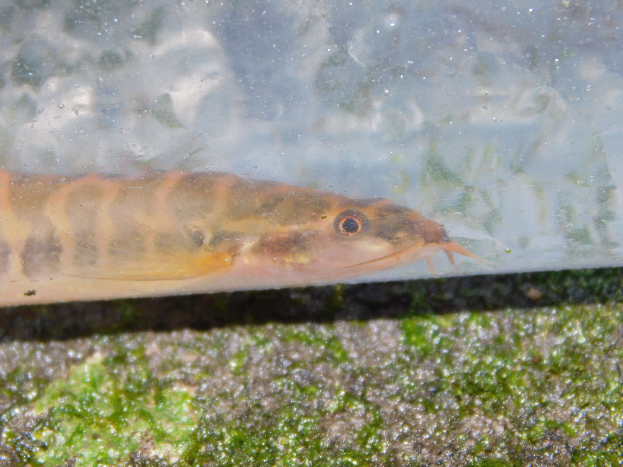 صورة Nemacheilus fasciatus (Valenciennes 1846)