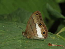 Imagem de Euptychoides nossis Hewitson 1862