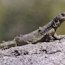Image of Cei's mountain lizard