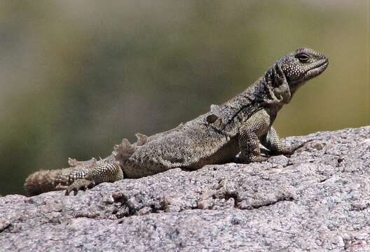 Image of Cei's mountain lizard