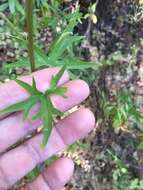 Image of California larkspur