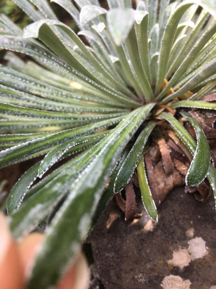 Imagem de Saxifraga longifolia Lapeyr.