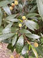 Image of black wattle