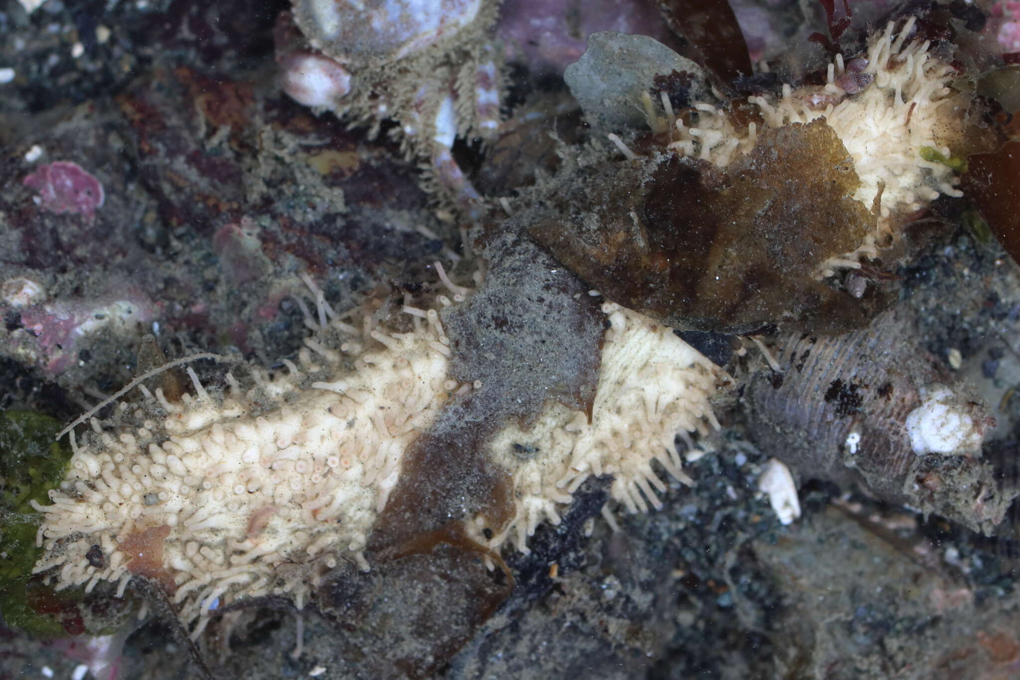 Image of pseudo-white sea cucumber