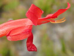 Слика од Tritoniopsis triticea (Burm. fil.) Goldblatt