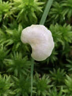 Image of Entoloma albinellum (Peck) Hesler 1967