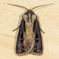 صورة Agrotis volubilis Harvey 1874