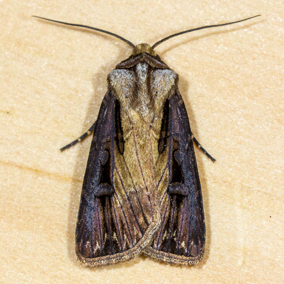 صورة Agrotis volubilis Harvey 1874