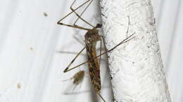 Image of <i>Limonia cinctipes</i>
