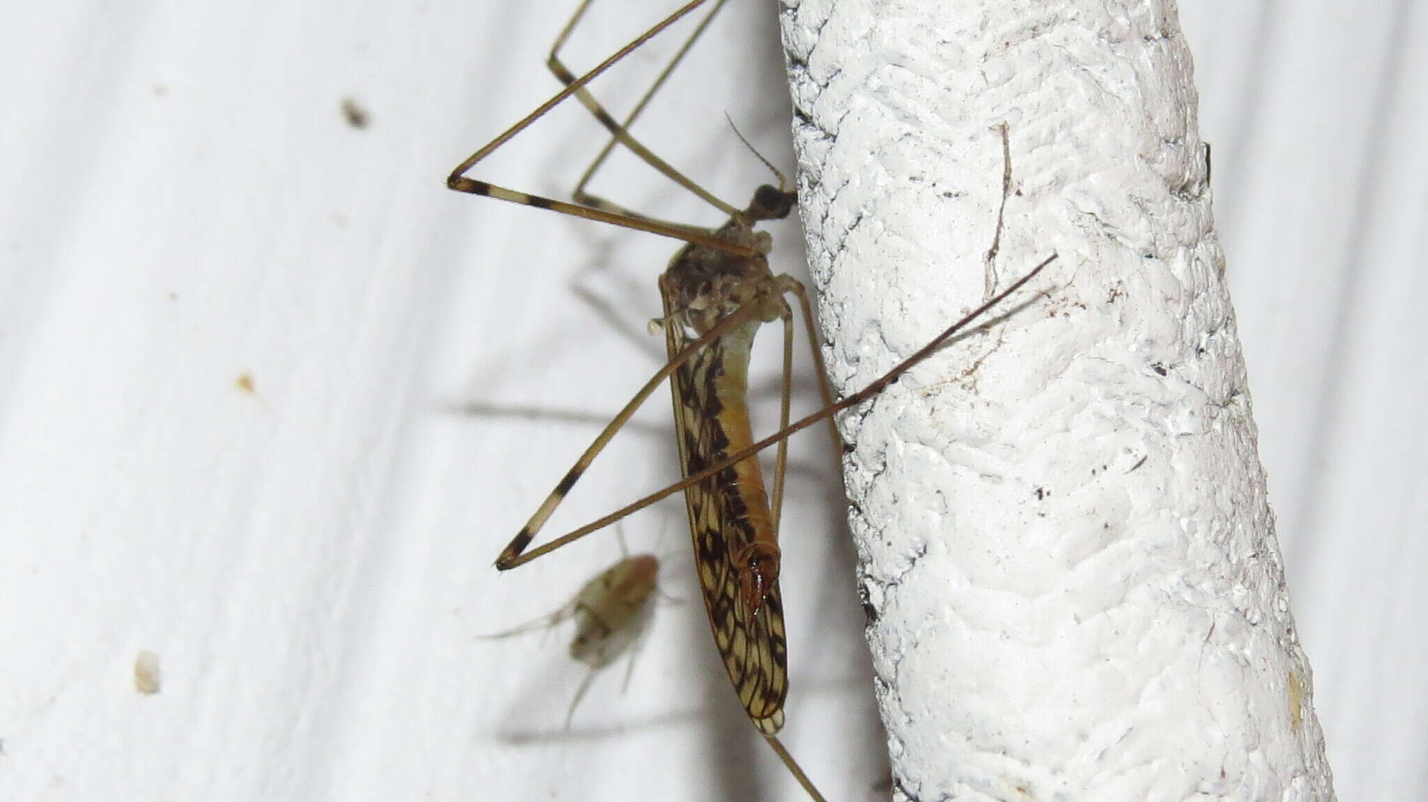 Image of <i>Limonia cinctipes</i>