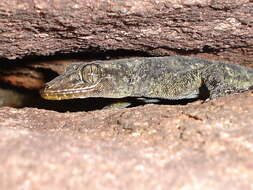 Image of Brazilian gecko