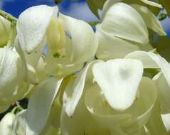 Image of hesperoyucca