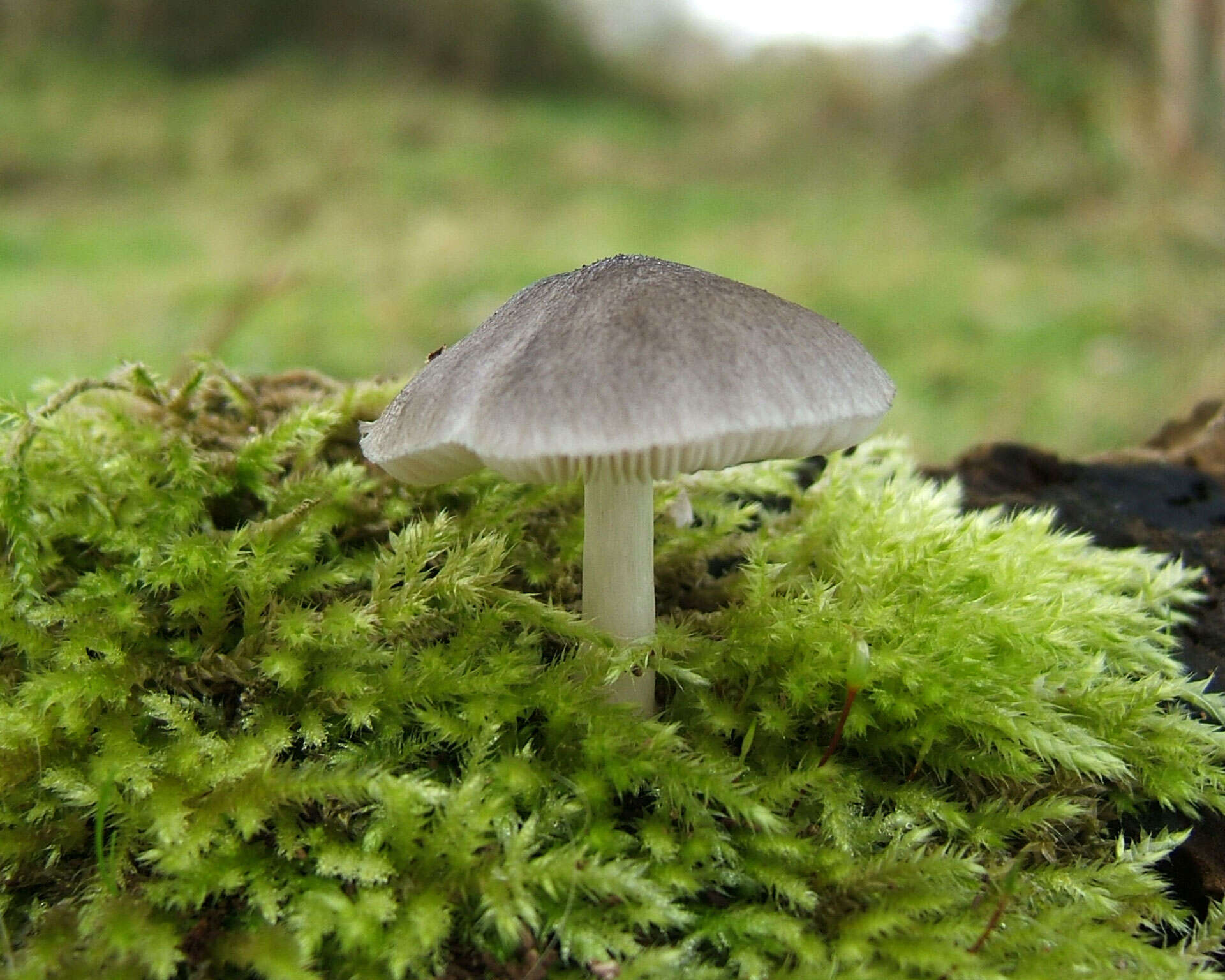 Pluteus salicinus (Pers.) P. Kumm. 1871 resmi