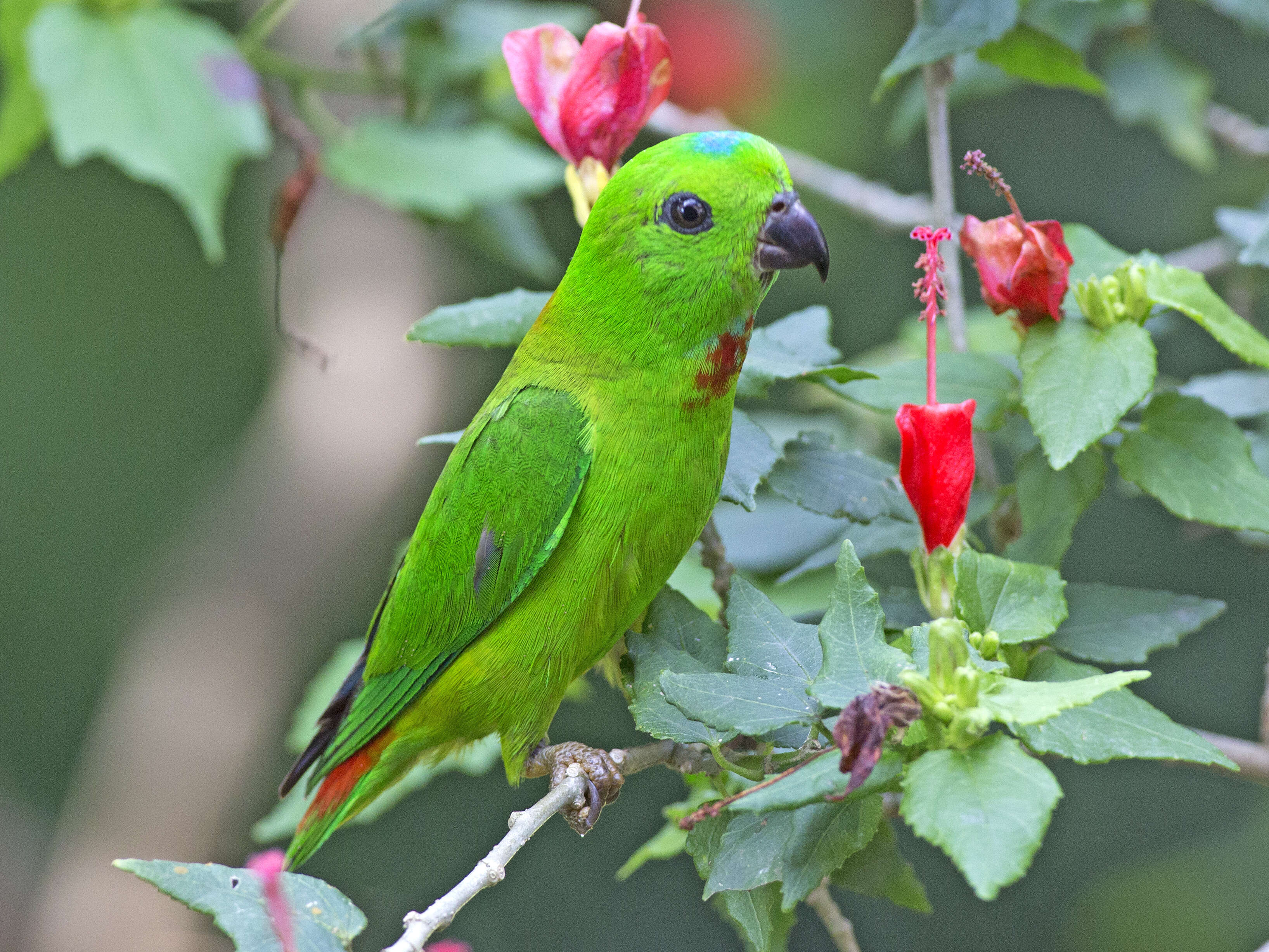 Imagem de Loriculus galgulus (Linnaeus 1758)