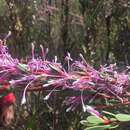 Image of Isopogon axillaris R. Br.