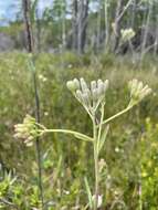 Image of ovateleaf cacalia