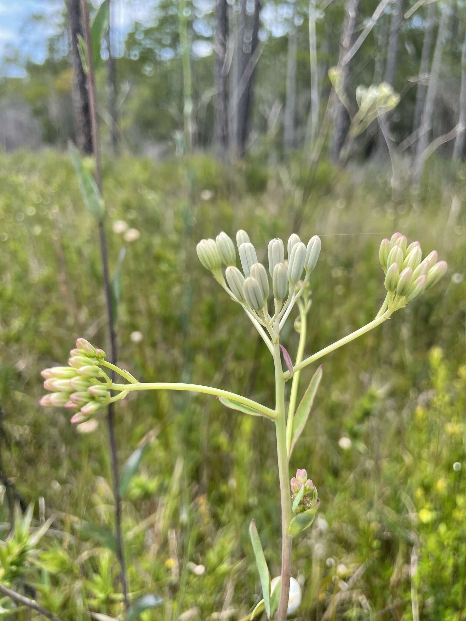 Image of ovateleaf cacalia