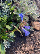 Image of Alberta beardtongue