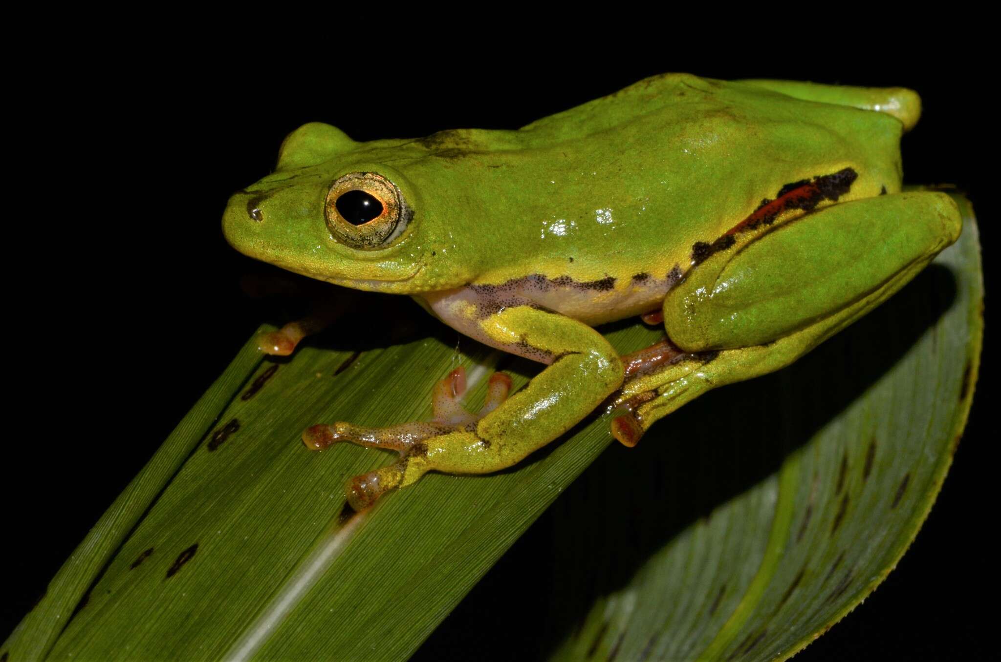 Image of Olive Reed Frog