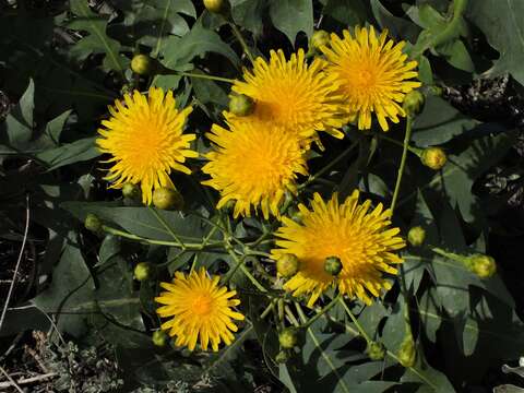 Image of Sonchus pinnatifidus Cav.