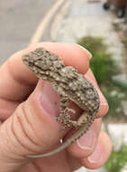 Image of Common Wall Gecko