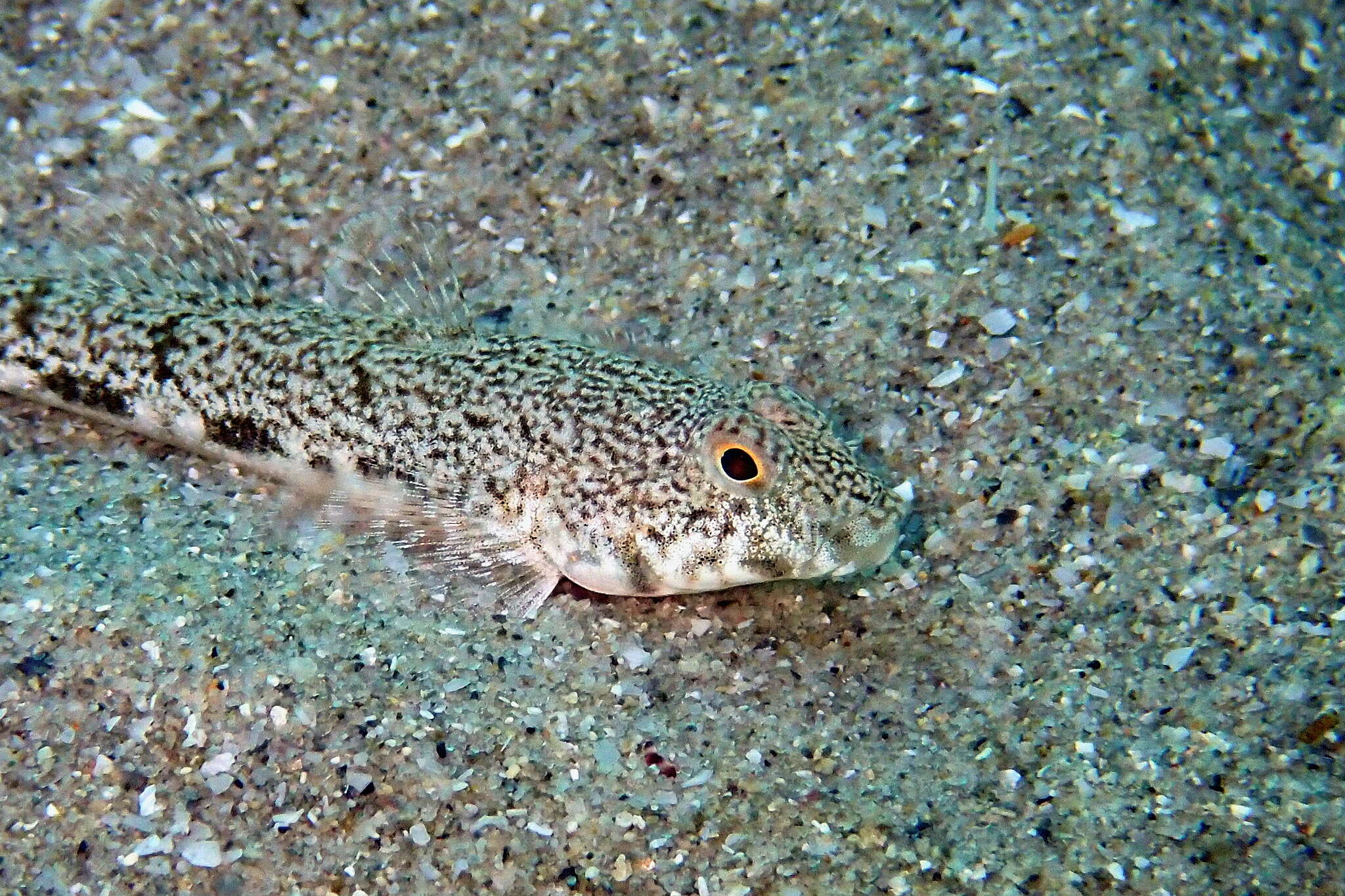 Plancia ëd Nesogobius maccullochi Hoese & Larson 2006