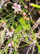 Image de Cyanothamnus nanus var. hyssopifolius