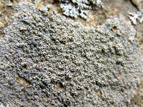 Image of Cow pie lichen