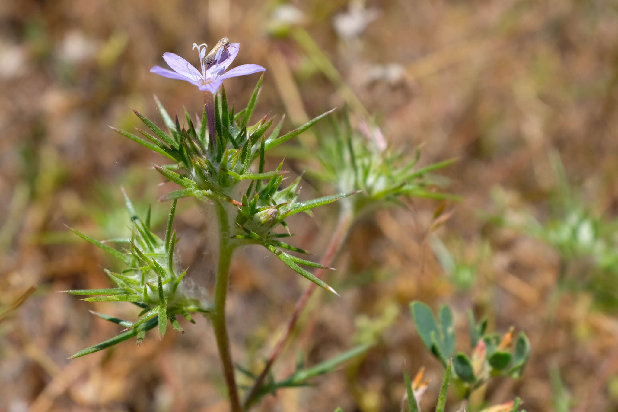 Imagem de Eriastrum pluriflorum subsp. pluriflorum