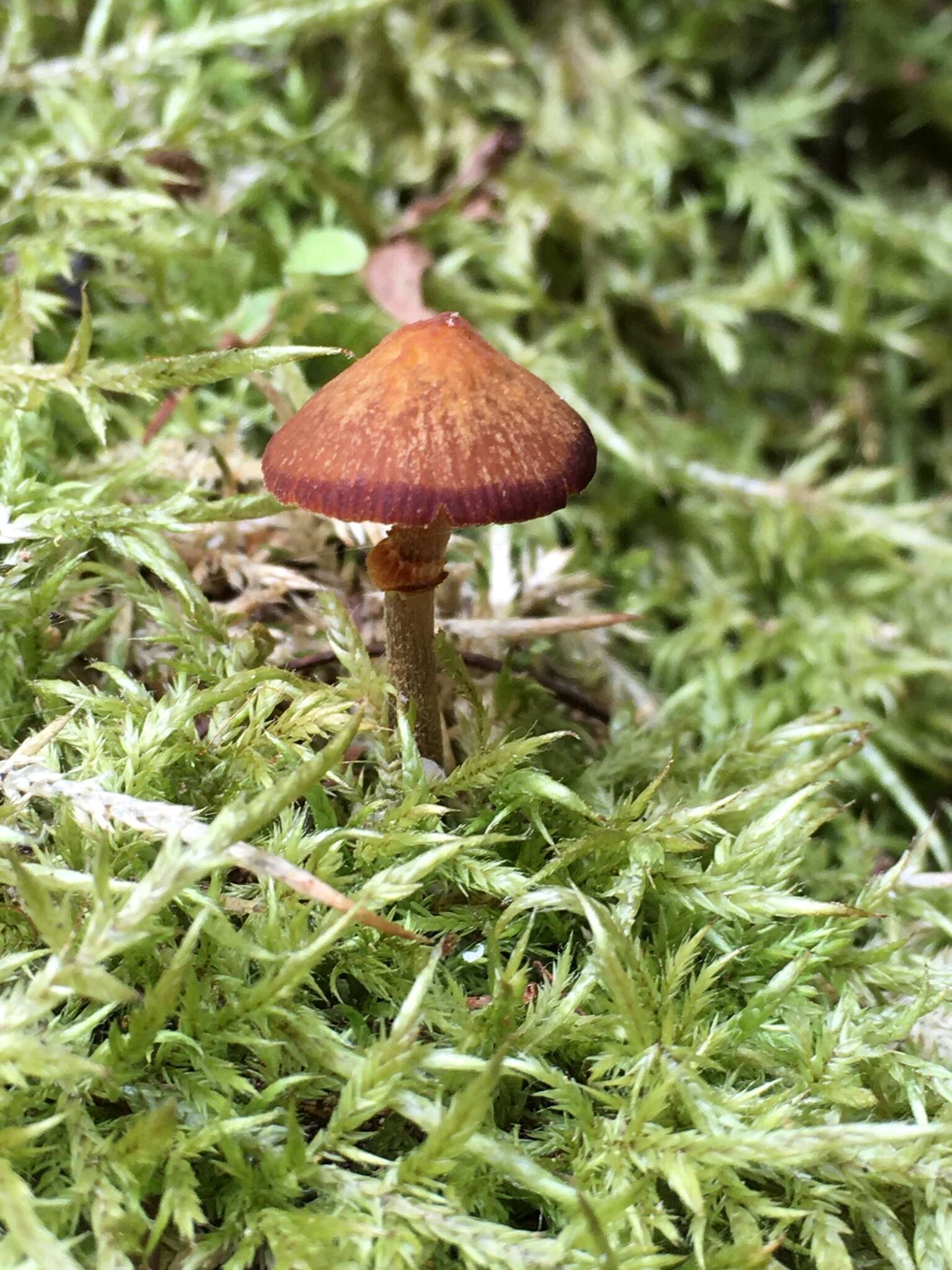 Conocybe filaris (Fr.) Kühner 1935的圖片