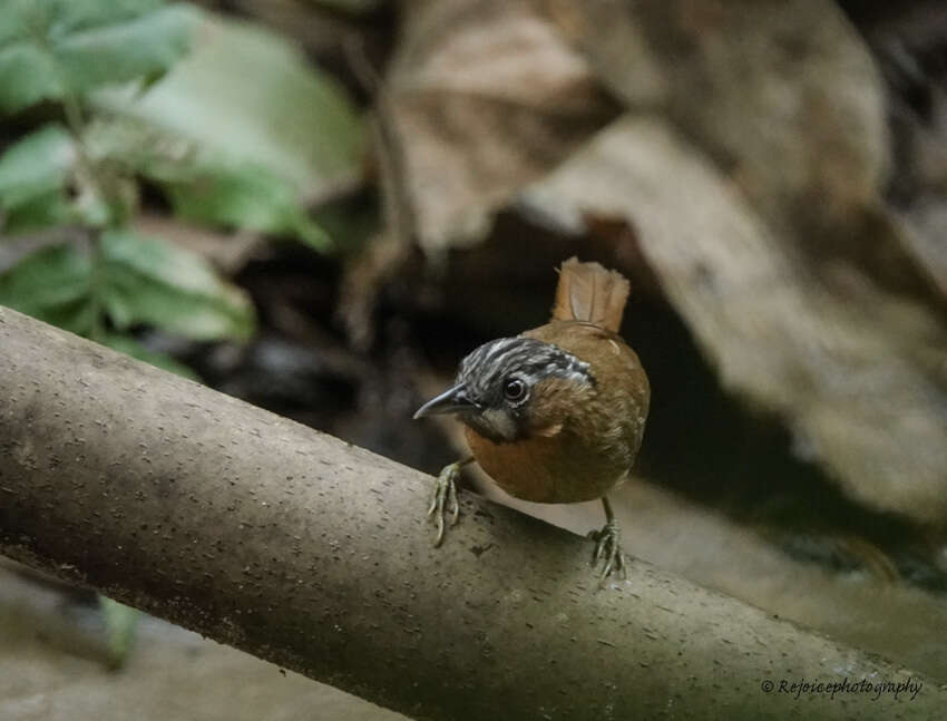 Image of Grey-throated Babbler