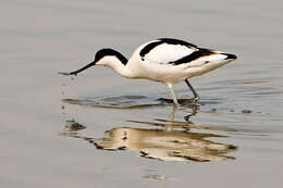 Image of avocet, pied avocet