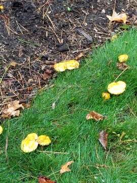 Image of Chicken Fat Mushroom